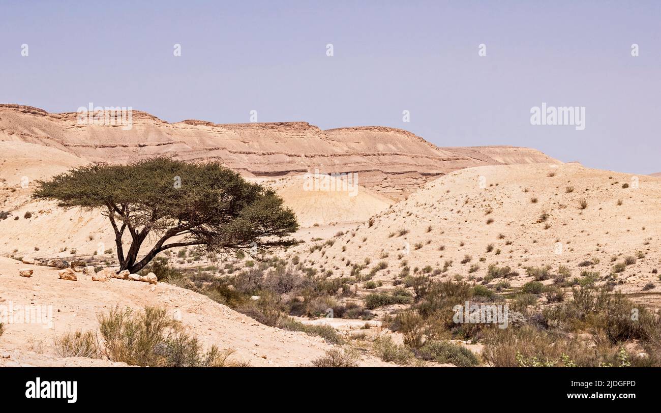 Un'acacia spiralata solista si trova sopra wadi nahal hatira nel grande cratere di erosione di Hamakhtesh Hagadol nel Negev in Israele con un backgro cielo blu nocciola Foto Stock