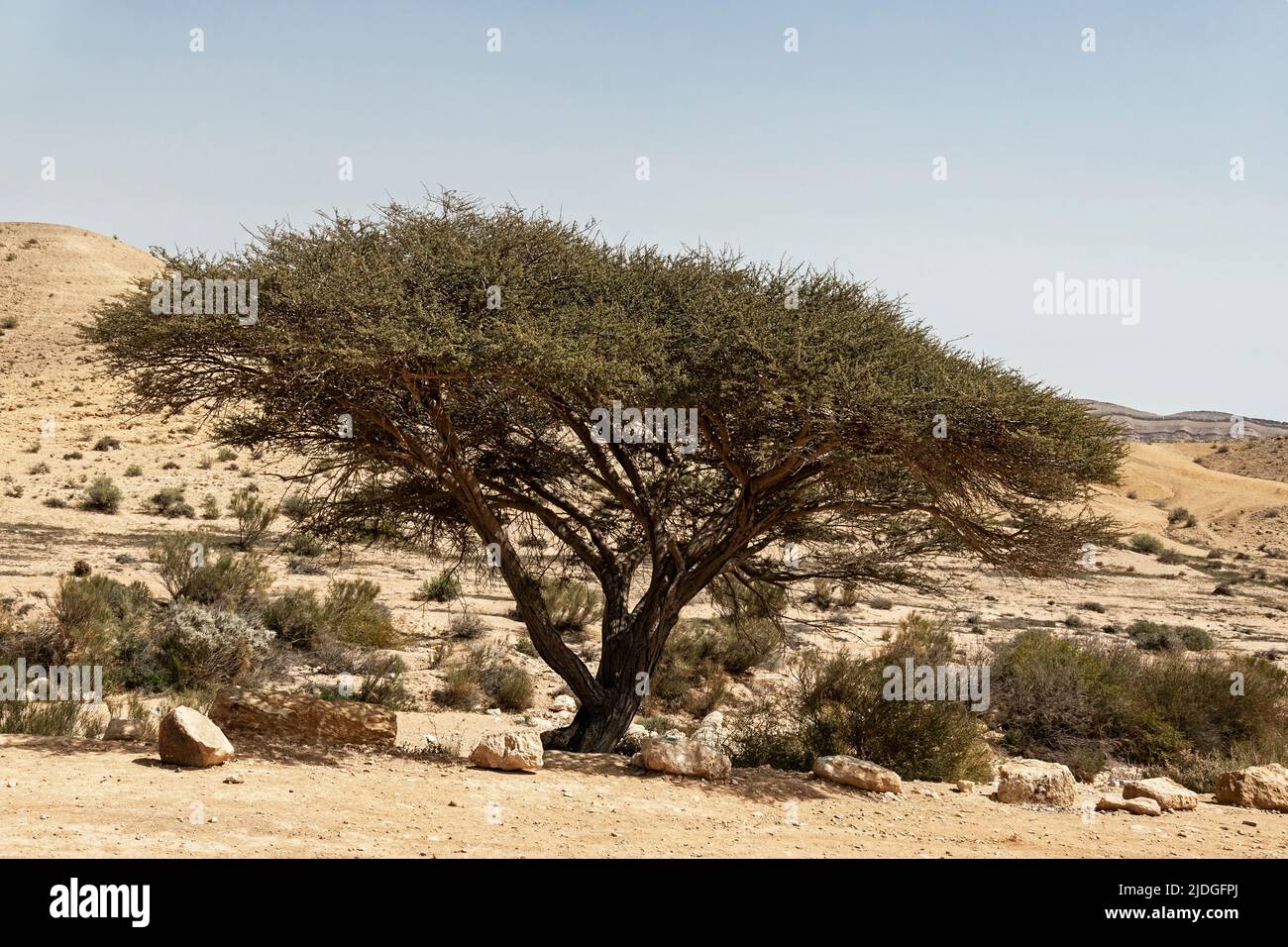 L'albero di raddica di acacia spiralato singolo siede sul bordo di Wadi HaTira nel cratere grande di Hamakhtesh Hagadol vicino a Yerucham in Israele Foto Stock