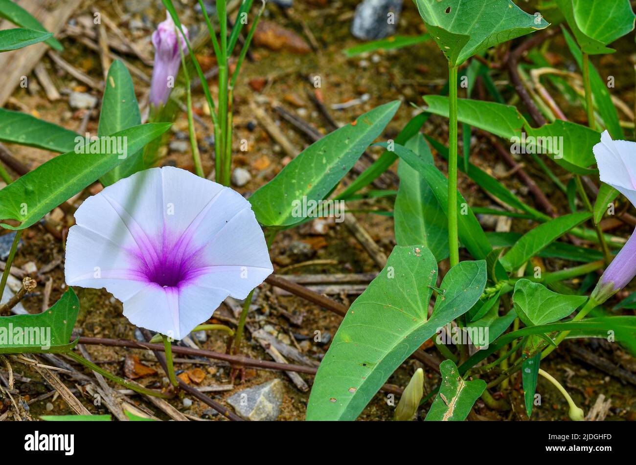 Bella mattina gloria fiori a terra Foto Stock