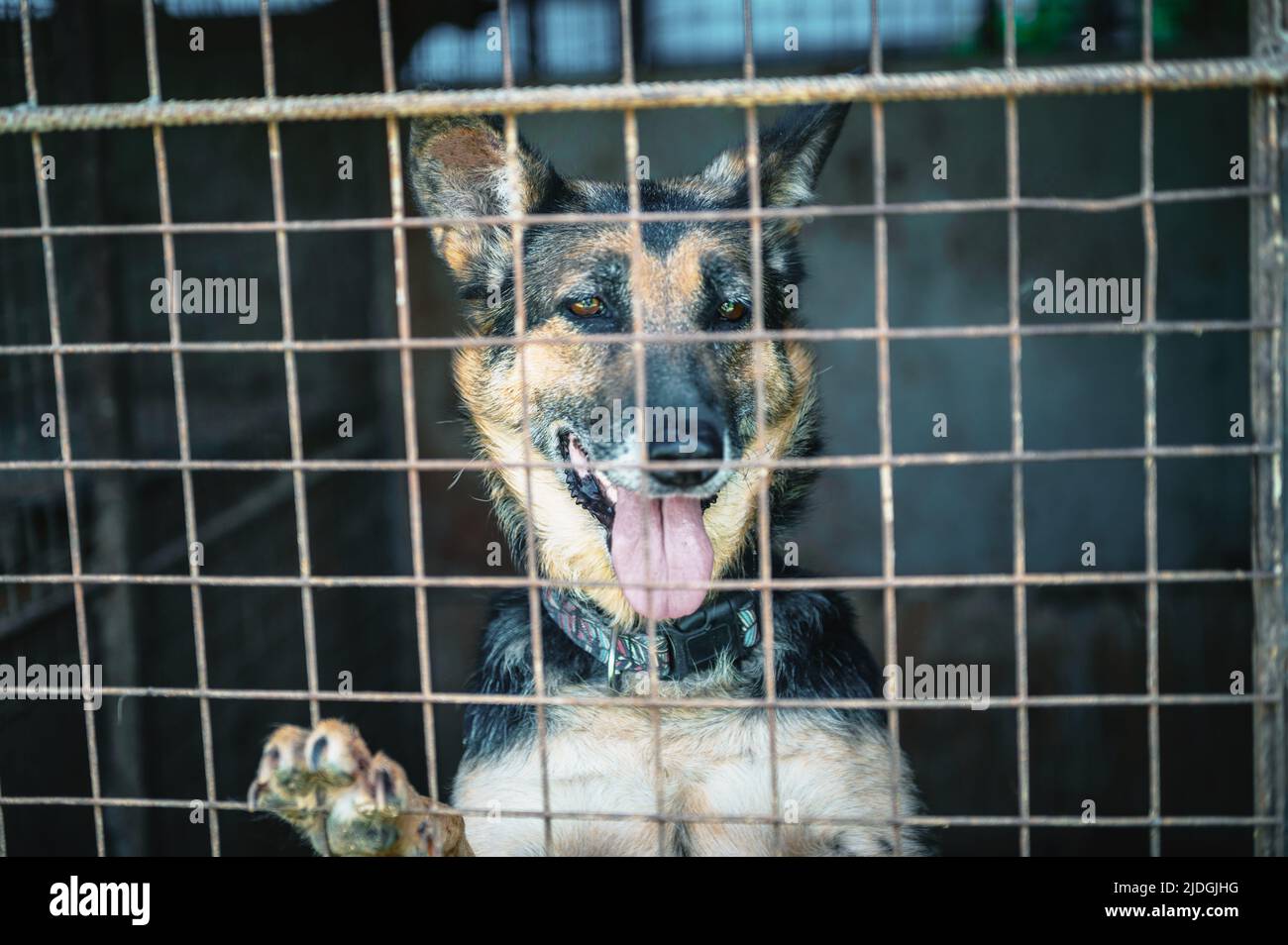 Cane in rifugio animale in attesa di adozione. Ritratto di cane senza tetto in gabbia di riparo animale. Cani da allevamento bloccati Foto Stock