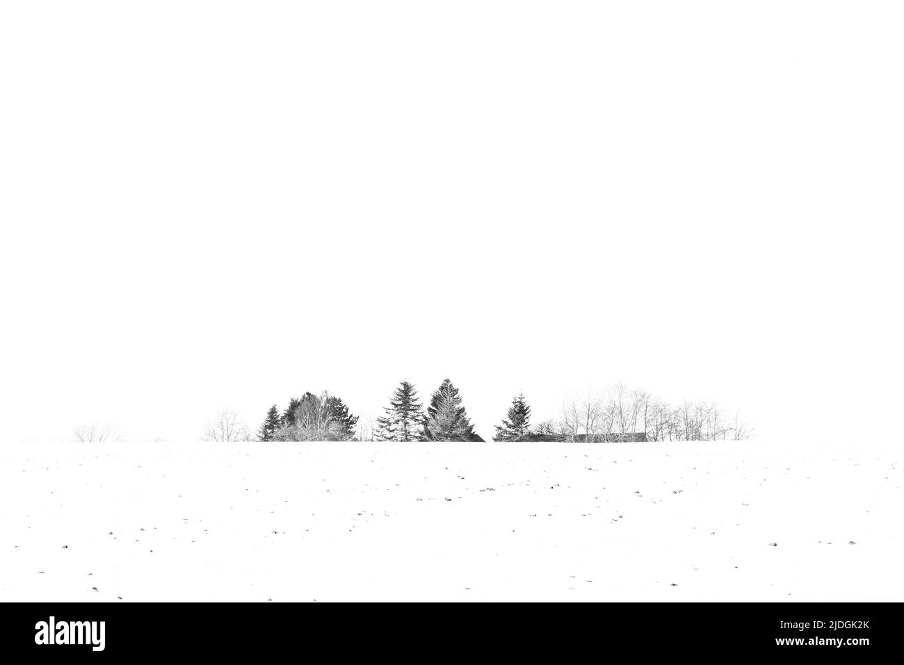Alberi coperti di neve in inverno su un campo il giorno dopo la nevicata in un paesaggio di campagna Foto Stock