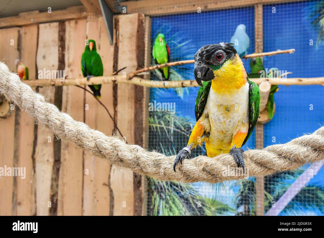 belle pappagalli colorati, uccelli esotici Foto Stock