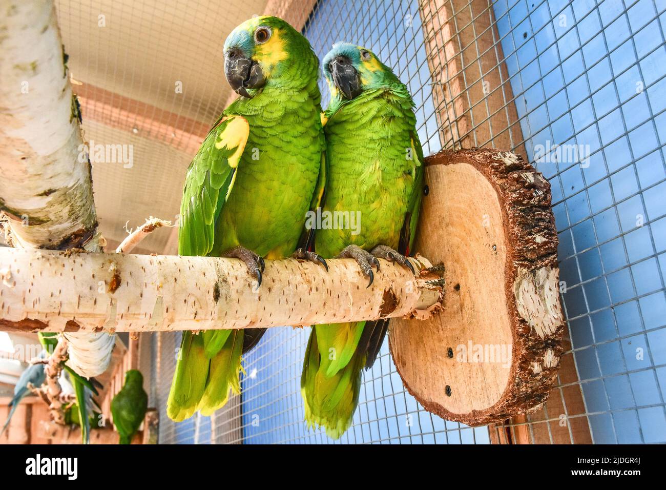 due pappagalli di lovebird, uccelli esotici colorati Foto Stock