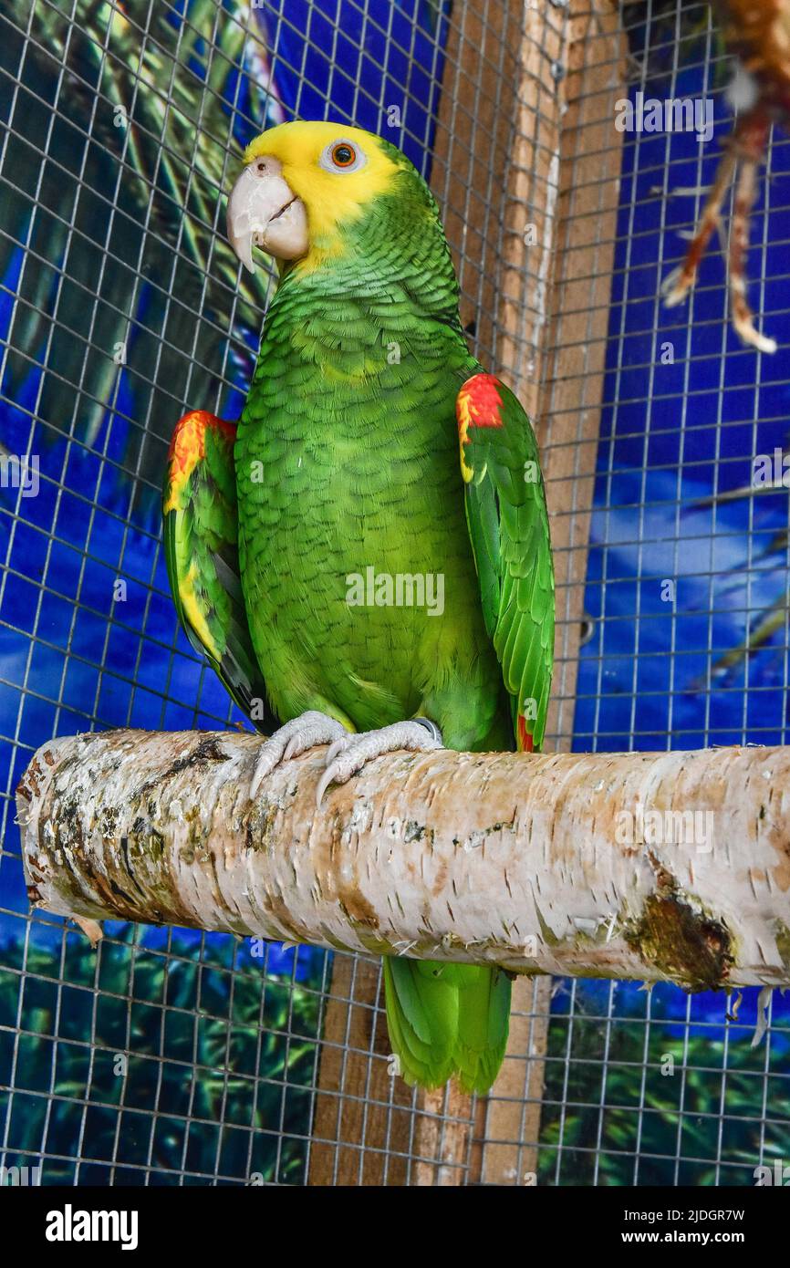 bel pappagallo verde, uccelli esotici Foto Stock