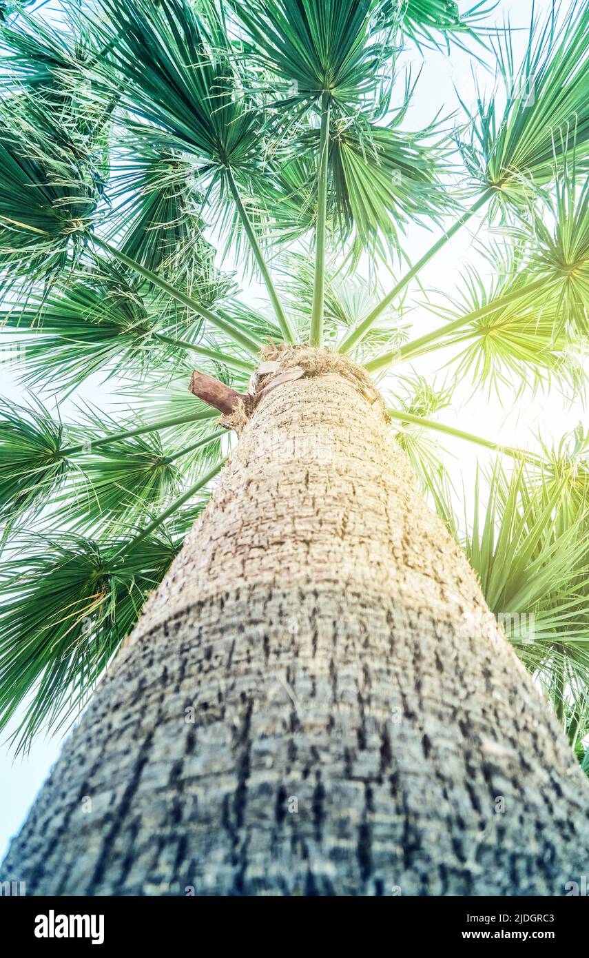 Palma alta con foglie verdi e tronco di legno su cielo nuvoloso. Pianta tropicale che cresce nella zona soleggiata meridionale colpo ad angolo basso Foto Stock
