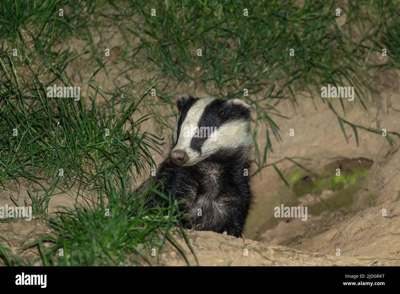 Badger, Nome scientifico: Meles Meles. Tasso selvatico e nativo in habitat naturale boschivo, emergente dal badger sett a metà estate. Guardando a sinistra. Cl Foto Stock