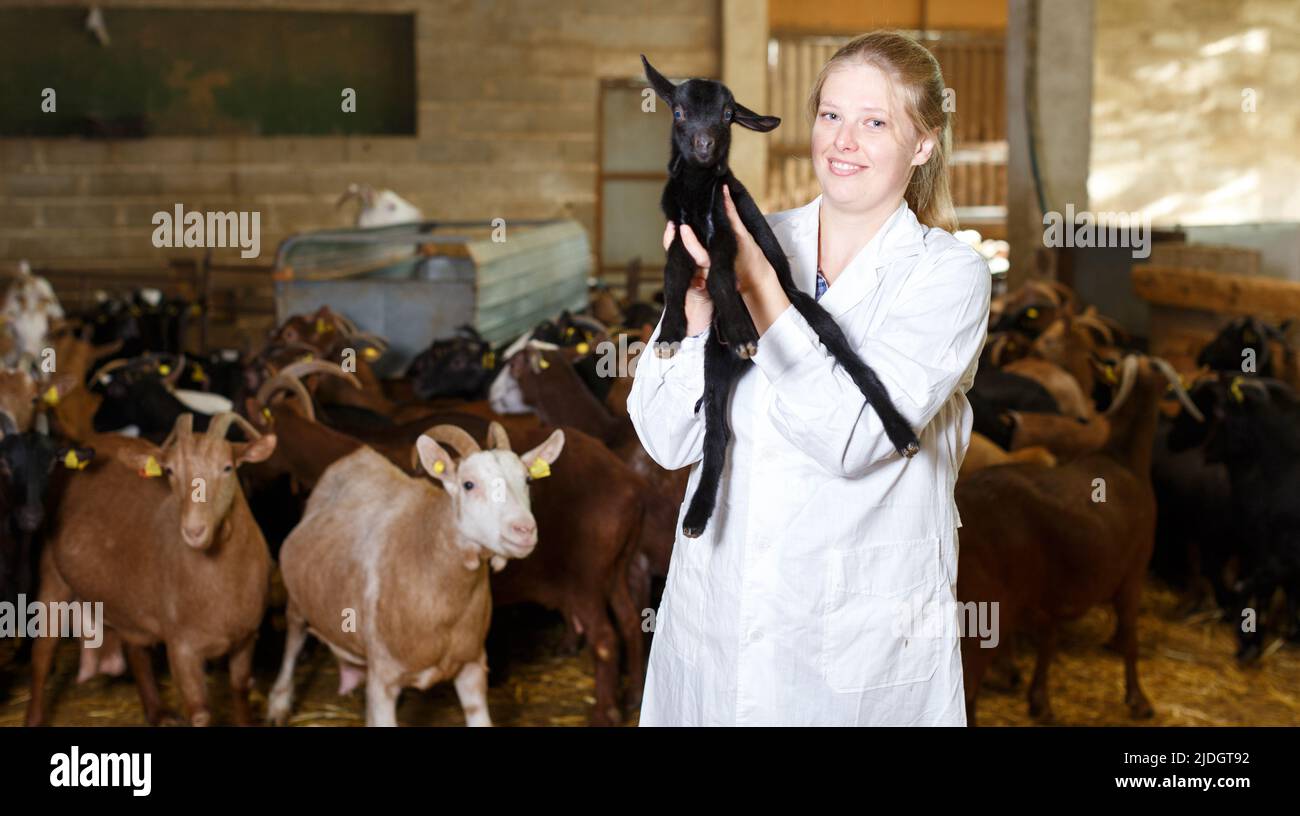 Veterinario donna che si cura di piccole capre Foto Stock