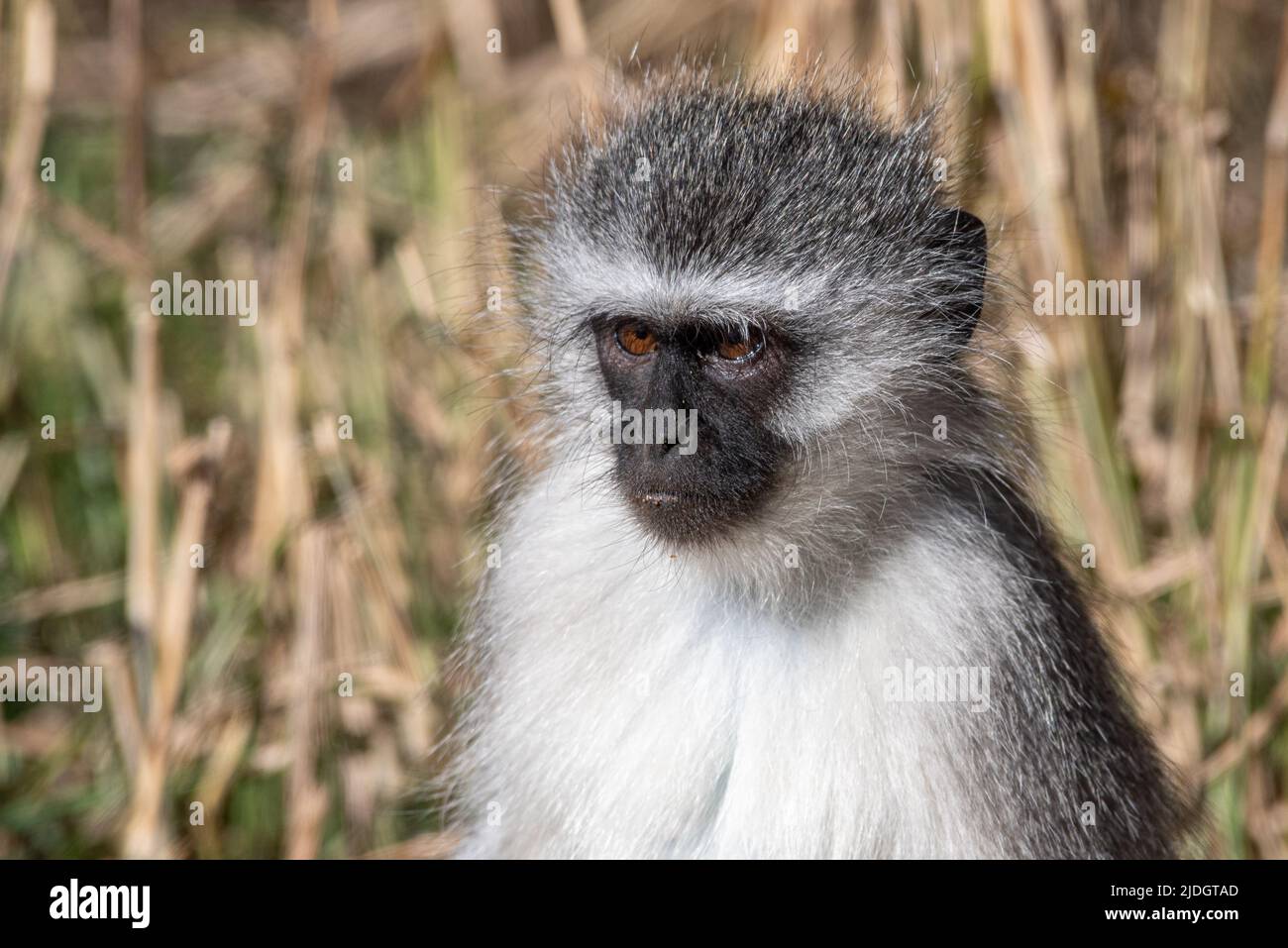 Scimmia Vervet (Chlorocebus pygerythrus) al Parco Nazionale Mountain Zebra vicino Cradock, Provincia del Capo Orientale, Sudafrica, 16 giugno 2022. Foto Stock