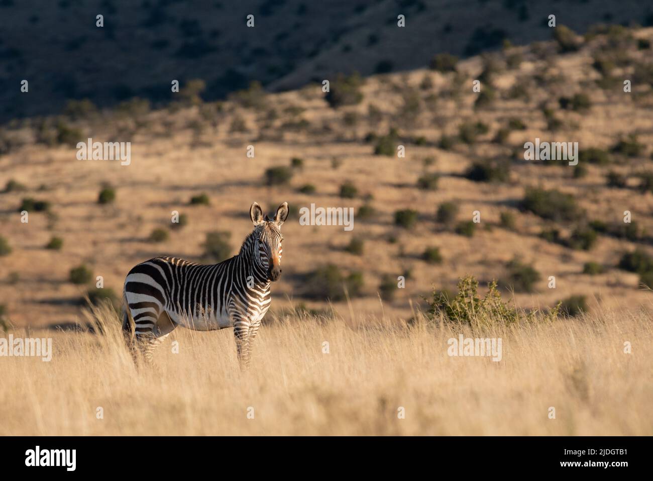 Zebra del Capo (Equus zebra zebra) al Parco Nazionale della montagna Zebra vicino a Cradock, Provincia del Capo Orientale, Sudafrica, 16 giugno 2022. Foto Stock