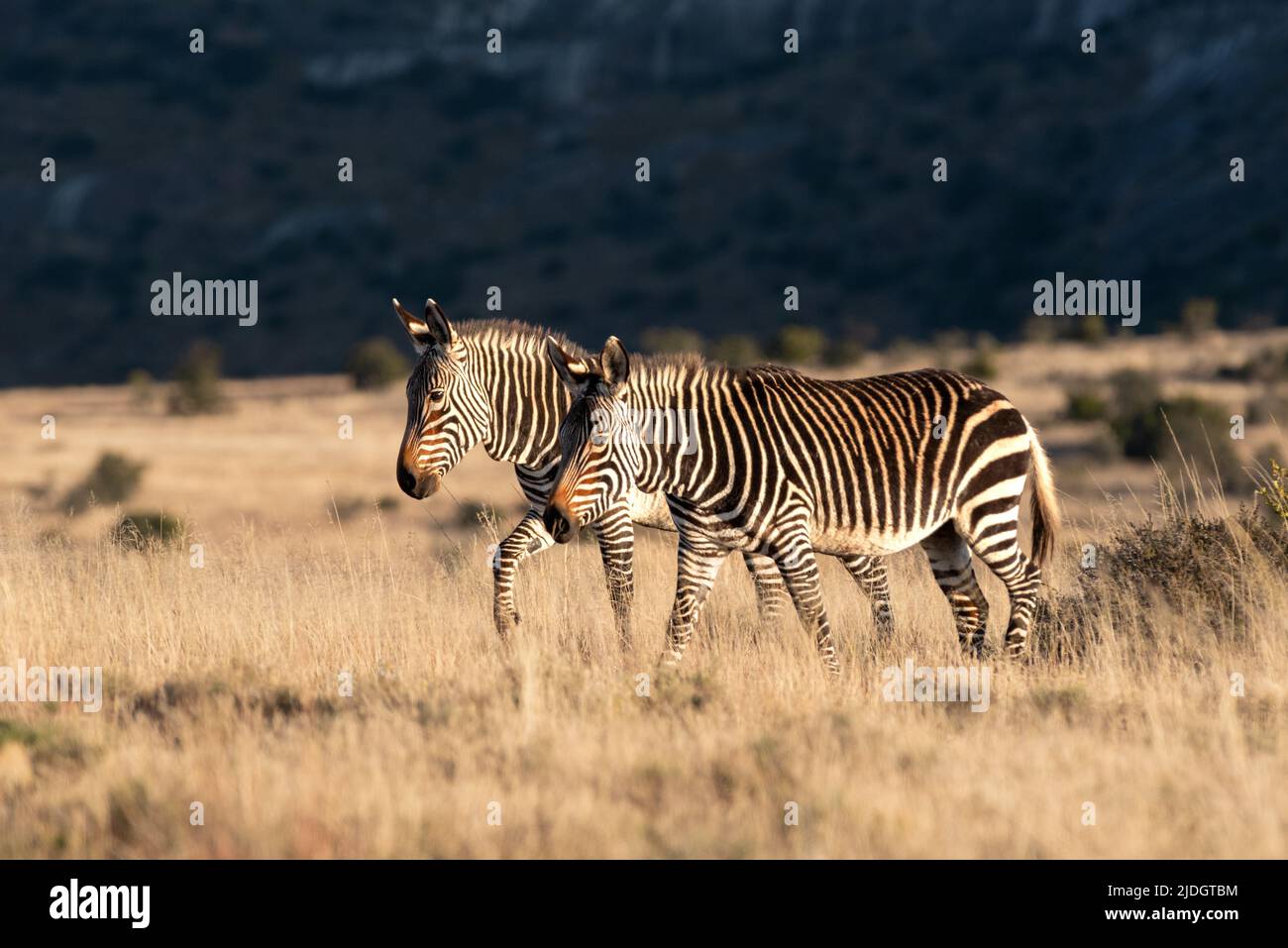 Zebra del Capo (Equus zebra zebra) al Parco Nazionale della montagna Zebra vicino a Cradock, Provincia del Capo Orientale, Sudafrica, 16 giugno 2022. Foto Stock