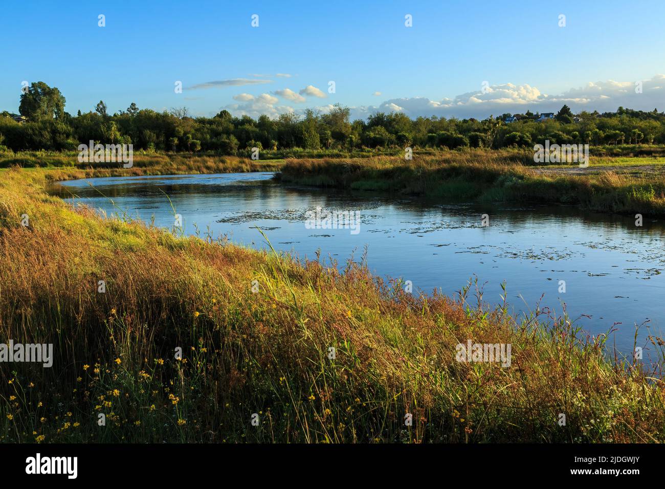 Un fiume che scorre attraverso un prato. Le erbe intorno ad esso sono illuminate con luce dorata del tardo pomeriggio. Kopurererua Reserve, Tauranga, Nuova Zelanda Foto Stock