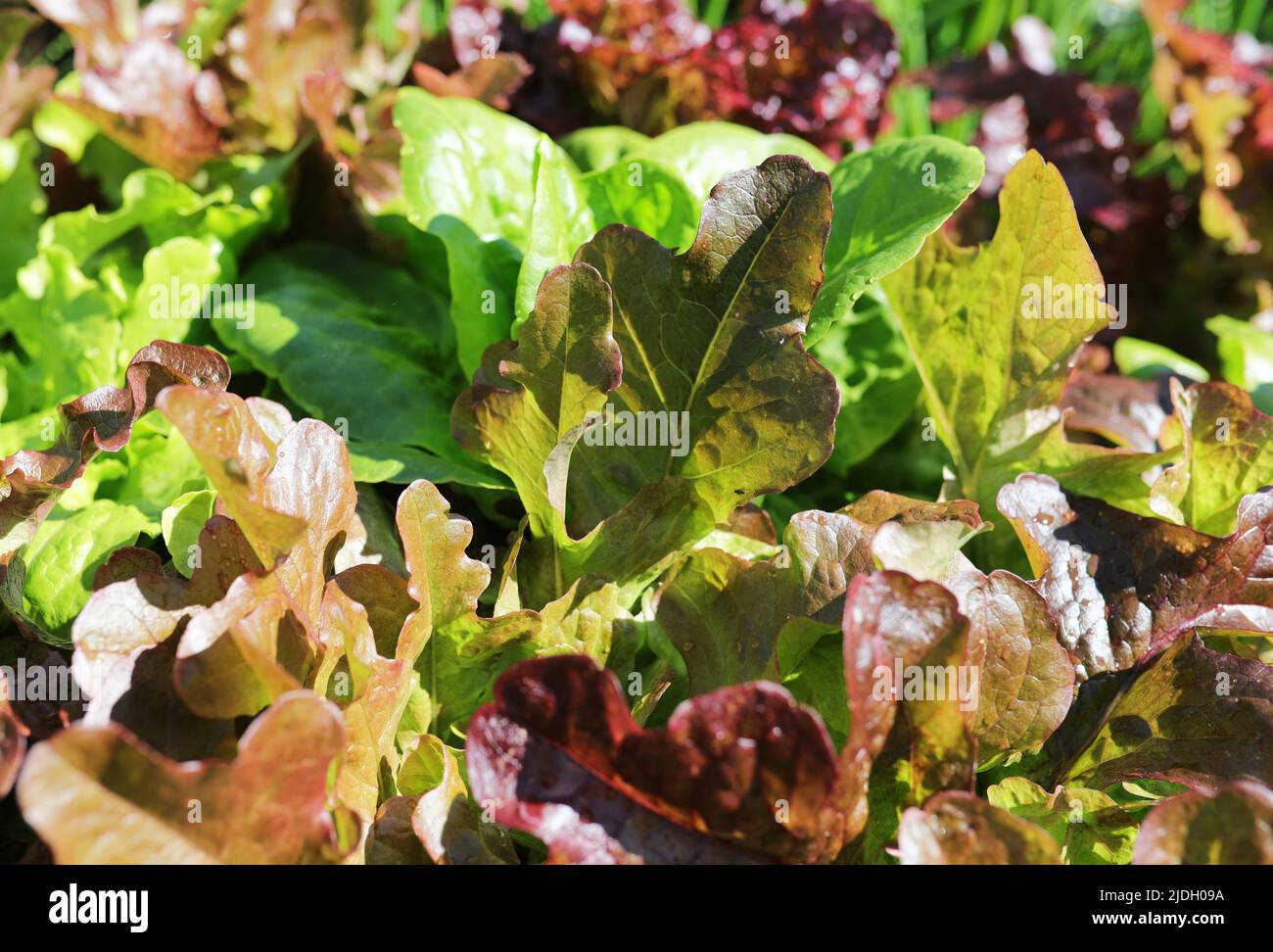 Lattuga biologica mista croccante - diversi colori e varietà. Foto Stock