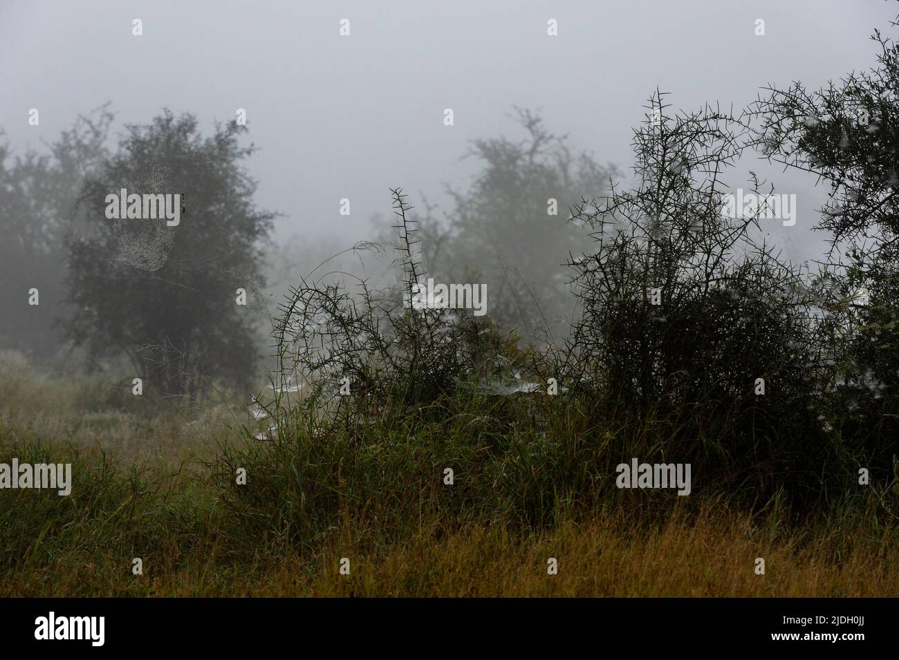 Reti a ragno, Lualenyi, Tsavo Conservation Area, Kenya. Foto Stock