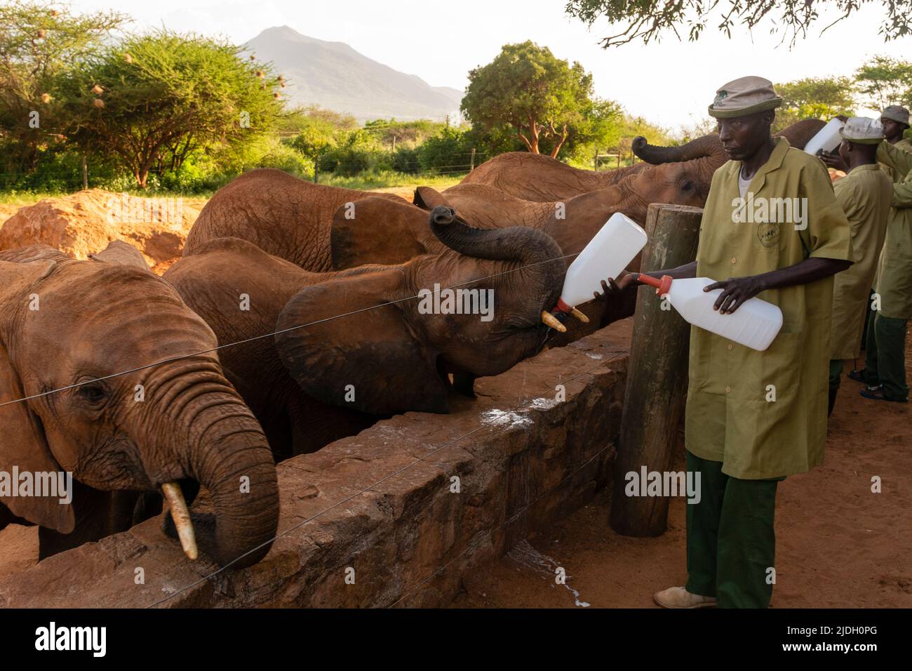 David Sheldrick Wildlife Trust Rescue Center, voi, Tsavo Conservation Area, Kenya. Foto Stock