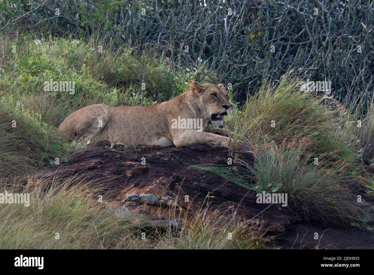 In Kenya, il safari ispirato al film “Il Re Leone”