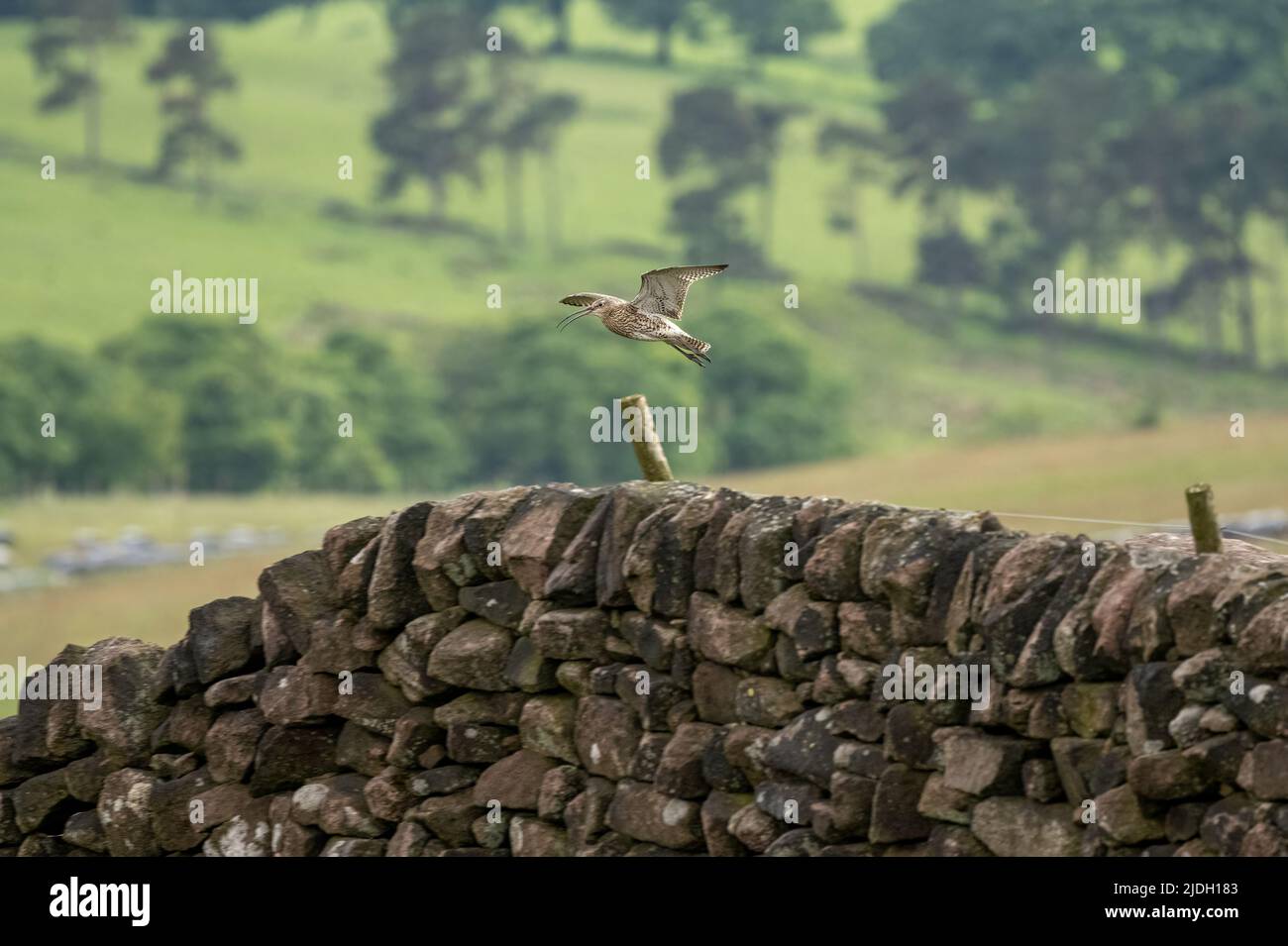 Curlew eurasiatico, o curlew comune Numenius arquata. Un grande uccello di guado europeo sulle Staffordshire Moorlands, Peak District National Park, Regno Unito in su Foto Stock