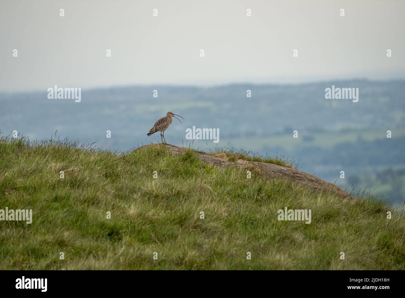 Curlew eurasiatico, o curlew comune Numenius arquata. Un grande uccello di guado europeo sulle Staffordshire Moorlands, Peak District National Park, Regno Unito in su Foto Stock