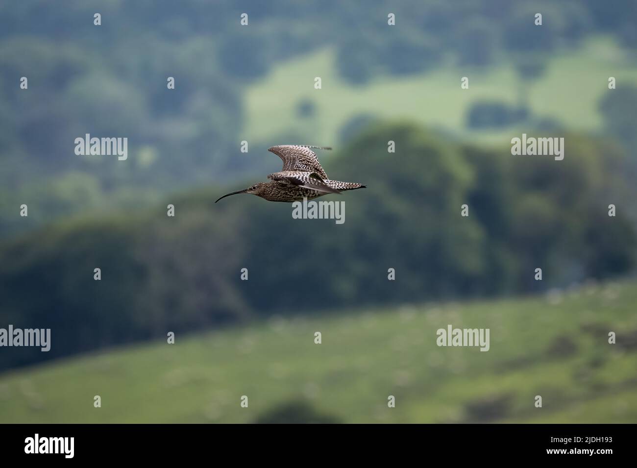 Curlew eurasiatico, o curlew comune Numenius arquata. Un grande uccello di guado europeo sulle Staffordshire Moorlands, Peak District National Park, Regno Unito in su Foto Stock