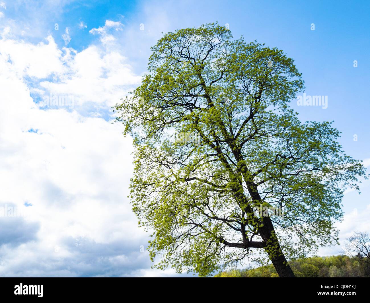 foglie verdi giovani su albero vecchio e nuvola bianca su sfondo in primavera Foto Stock