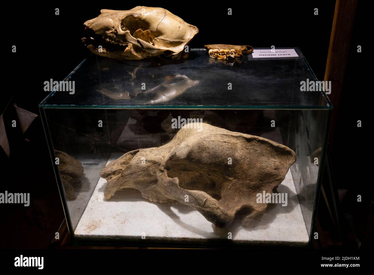 Cranio di un orso della grotta e di un orso bruno europeo (Ursus arctos), Grotta di Krizna Jama, Grotta della Croce, Grahovo, Slovenia. Foto Stock