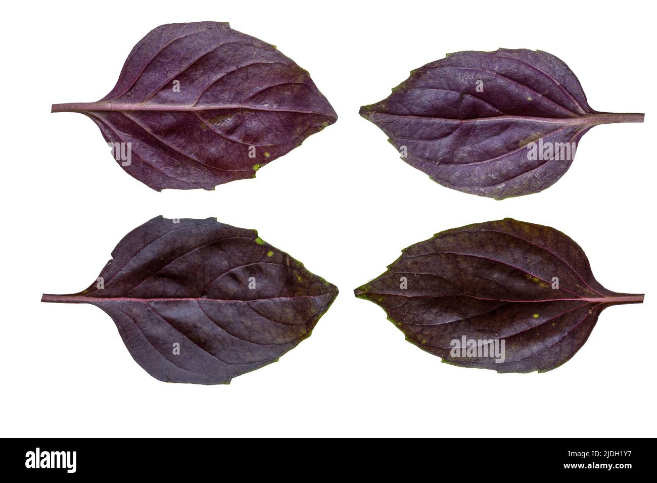 Primo piano foto di basilico rosso, viola, scuro su sfondo bianco isolato. Foto Stock