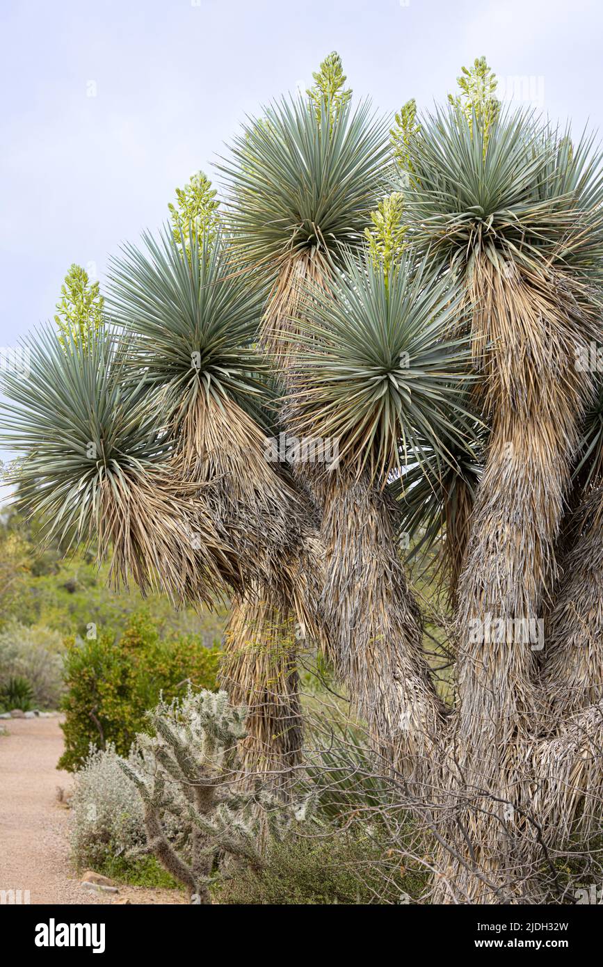 Yucca di Trecul, Spanish-Dagger, Spanish Bayonet, Don Quixotes-Lance, Pita, Palma-Pita, Palme de Datilles, Palma Loca, Texas-Bayonet (Yucca treculiana, Foto Stock