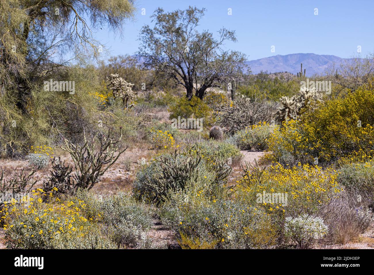 Fioritura del deserto di sonora in primavera alla Bush Highway, USA, Arizona, sonora Foto Stock