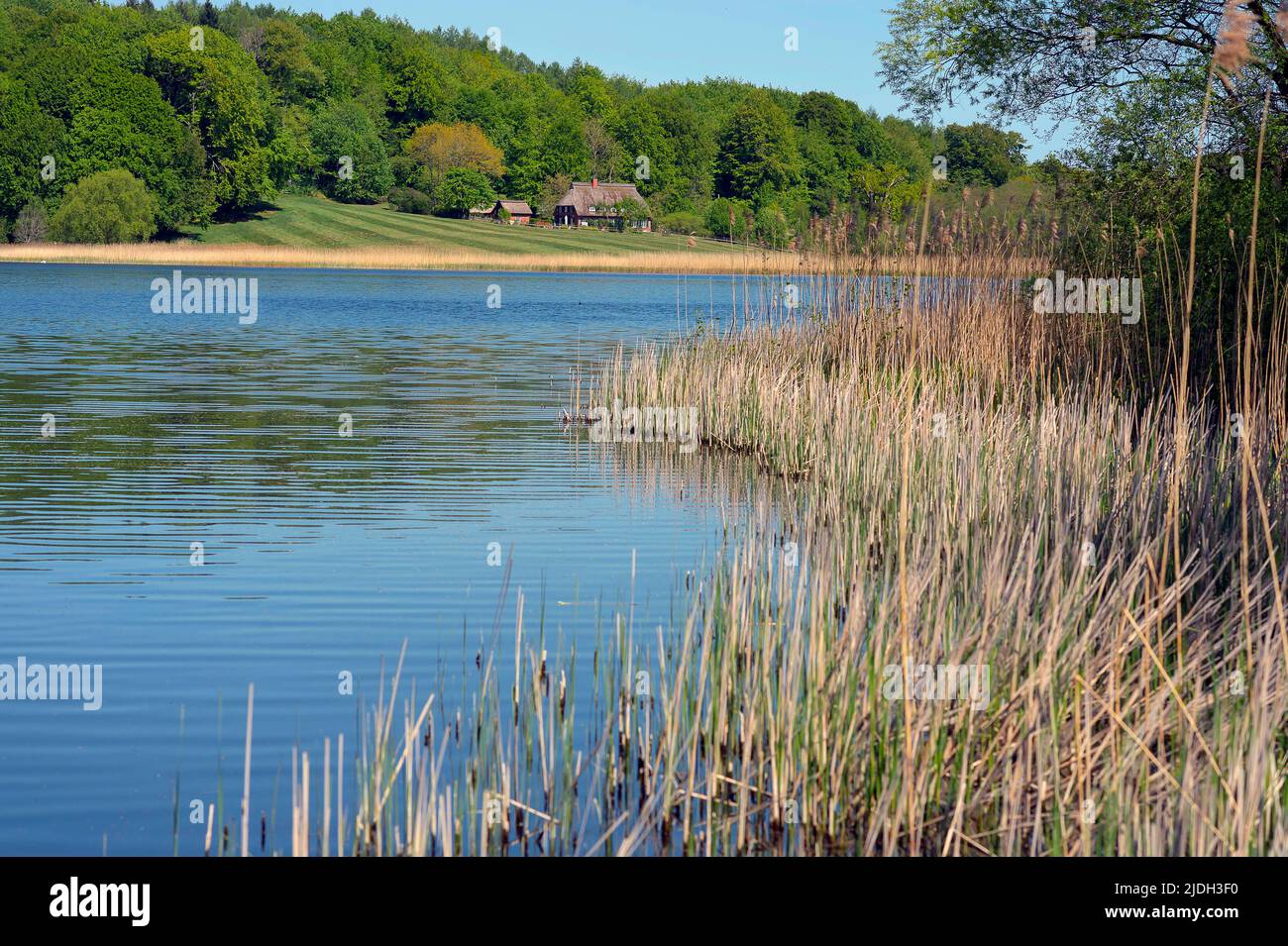 Farmhaus sulla riva del lago del Westensee nord-orientale, riserva naturale Ahrensee & Westensee, Germania, Schleswig-Holstein Foto Stock