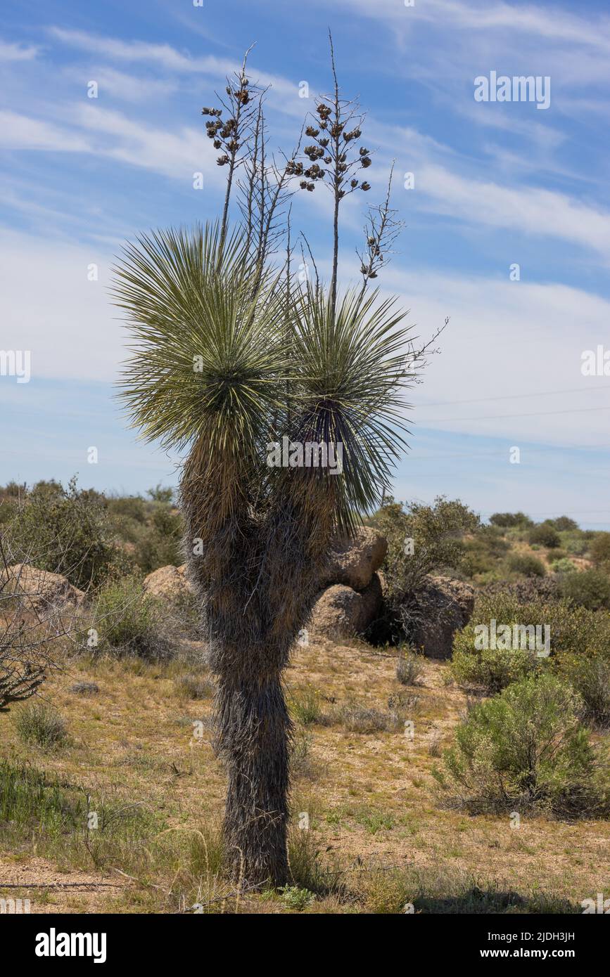 Soapree, Soapweed, Palmella (Yucca elata), con molti semi in inverno, USA, Arizona, Sonoran Foto Stock