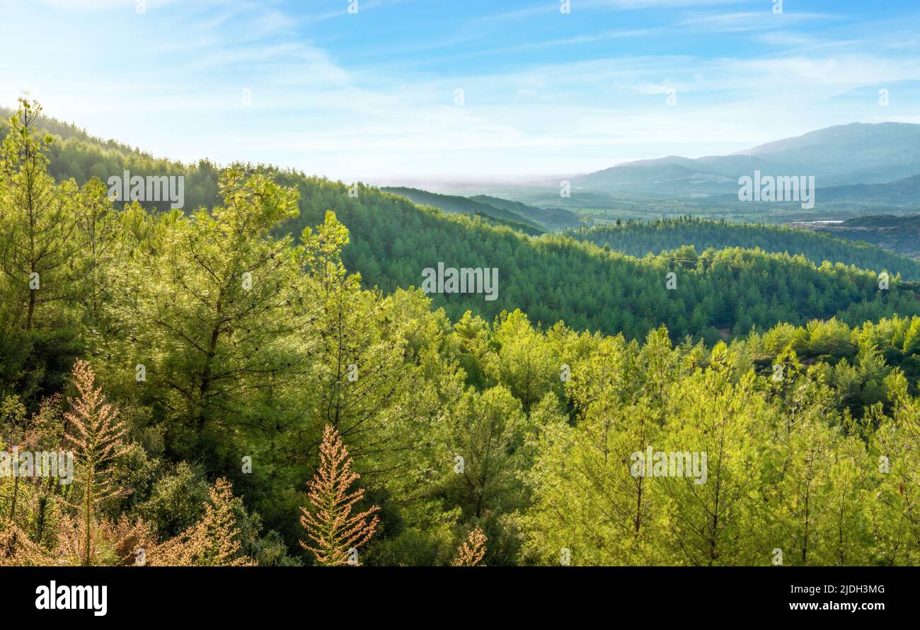 Foto grandangolare della pineta con cielo soleggiato. Foto di paesaggio con sfondo sognante, rilassante, rinfrescante e fantasy. Foto Stock