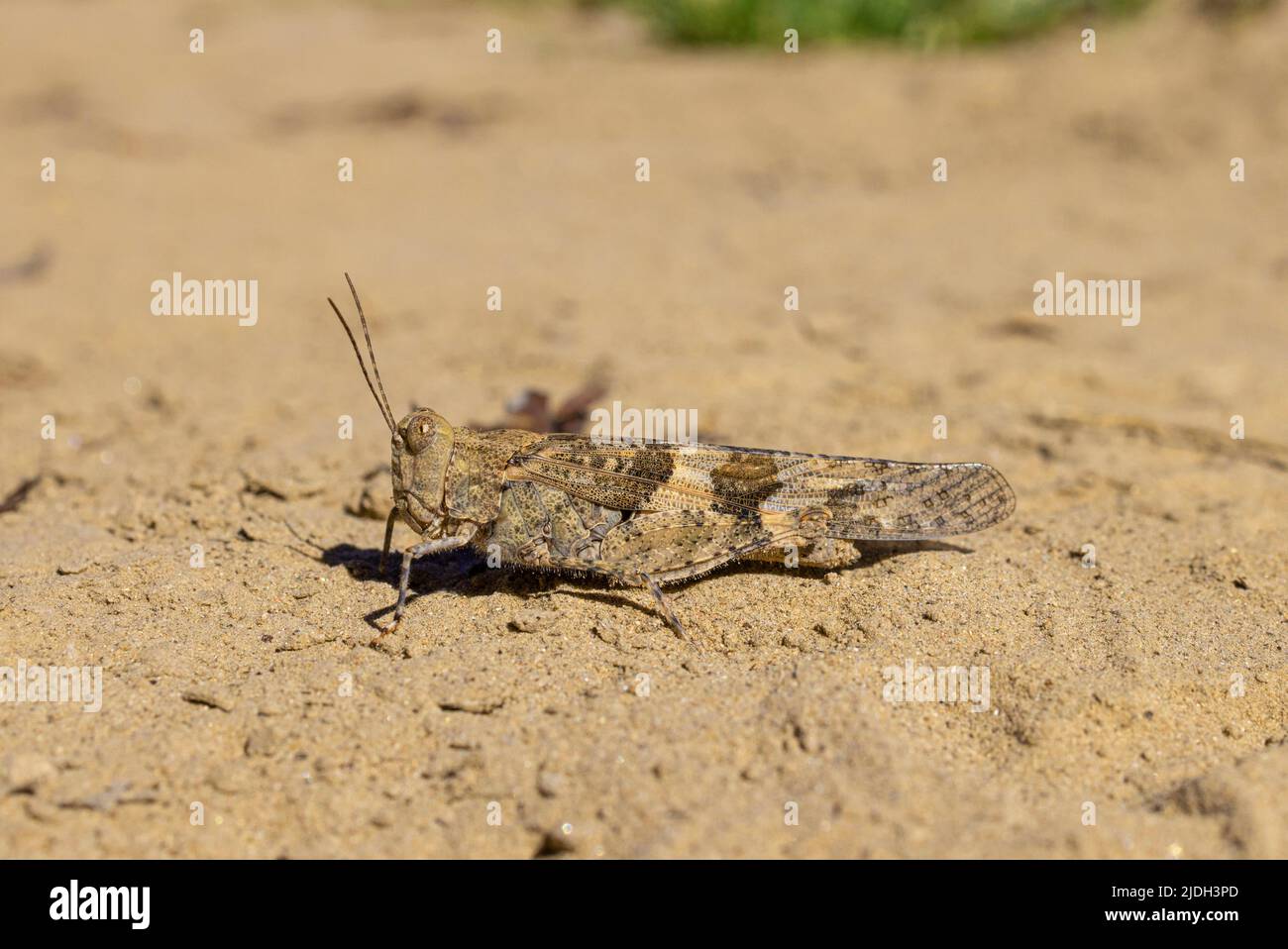 Cavalletta alata pallido (Trimerotropis pallidipennis), su terreno sabbioso, Stati Uniti, Arizona, Salt River Foto Stock