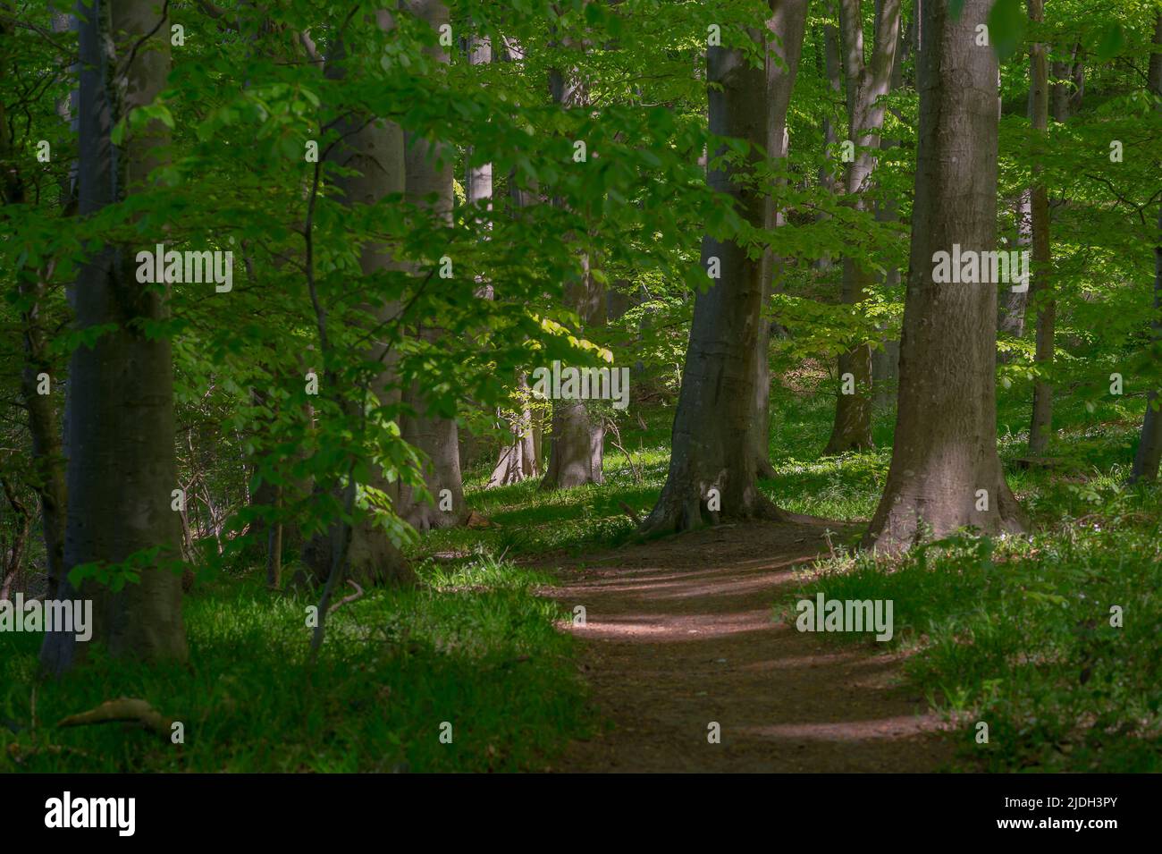 Riserva naturale e zona di conservazione degli habitat naturali Ahrensee & Westensee, vicino Wrohe, Germania, Schleswig-Holstein Foto Stock