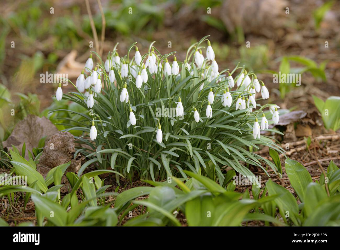 Nevralgia comune (Galanthus nivalis), fioritura, Germania, Baviera Foto Stock