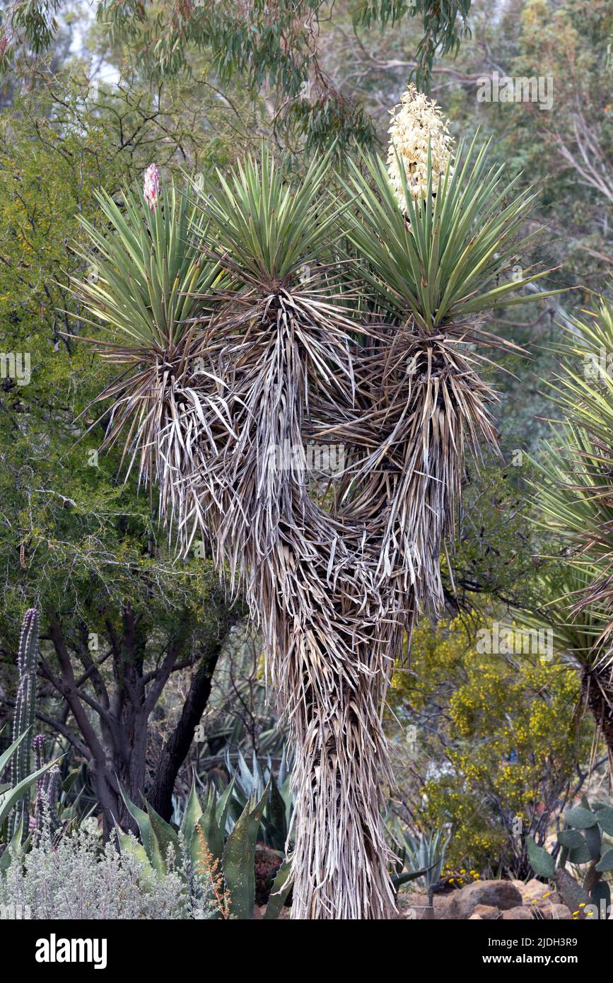 Yucca di Trecul, Spanish-Dagger, Spanish Bayonet, Don Quixotes-Lance, Pita, Palma-Pita, Palme de Datilles, Palma Loca, Texas-Bayonet (Yucca treculiana, Foto Stock