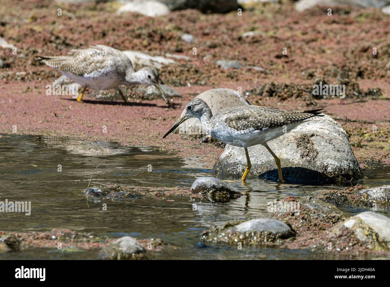 Iellowleg minori (Flavipes di Tringa), foraging sul lungofiume, Stati Uniti, Arizona, fiume di sale Foto Stock