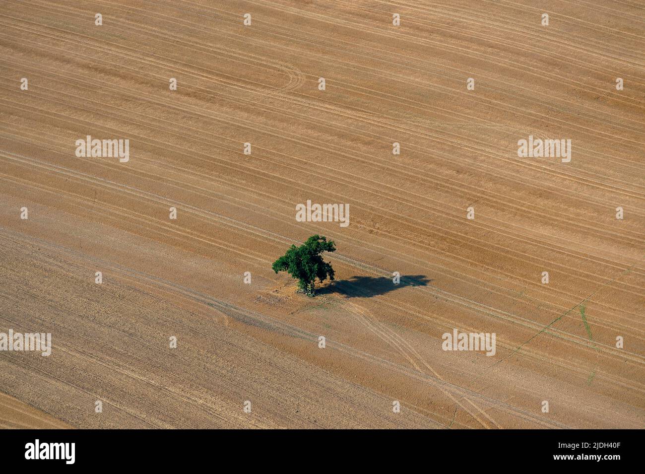 Albero singolo su un campo raccolto con ombra, vista aerea 08/31/2019, Germania, Schleswig-Holstein Foto Stock