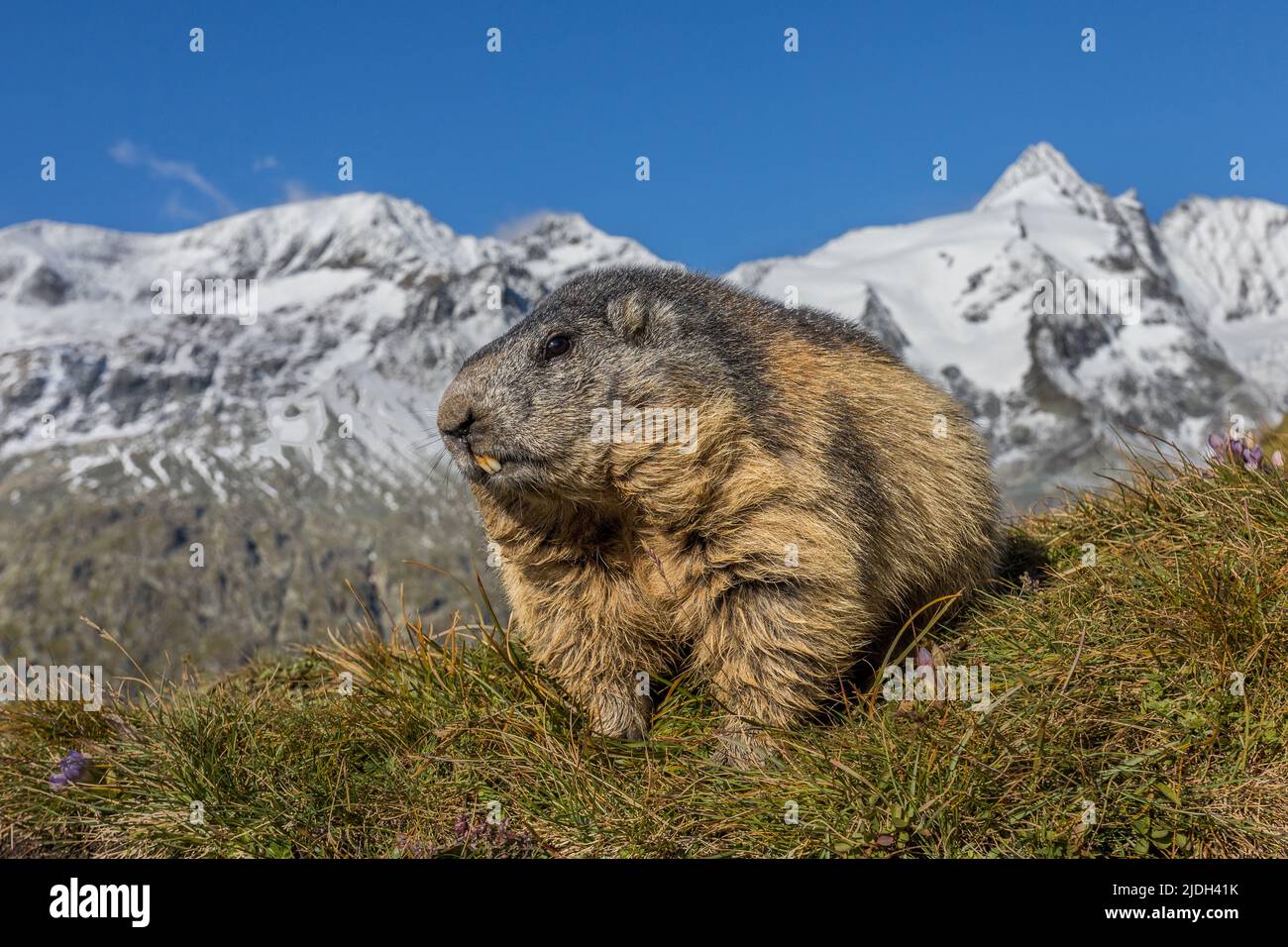 Marmotta alpina (Marmota marmota), seduta sull'erba, Grossglockner sullo sfondo, Austria, Carinzia, Parco Nazionale degli alti Tauri Foto Stock