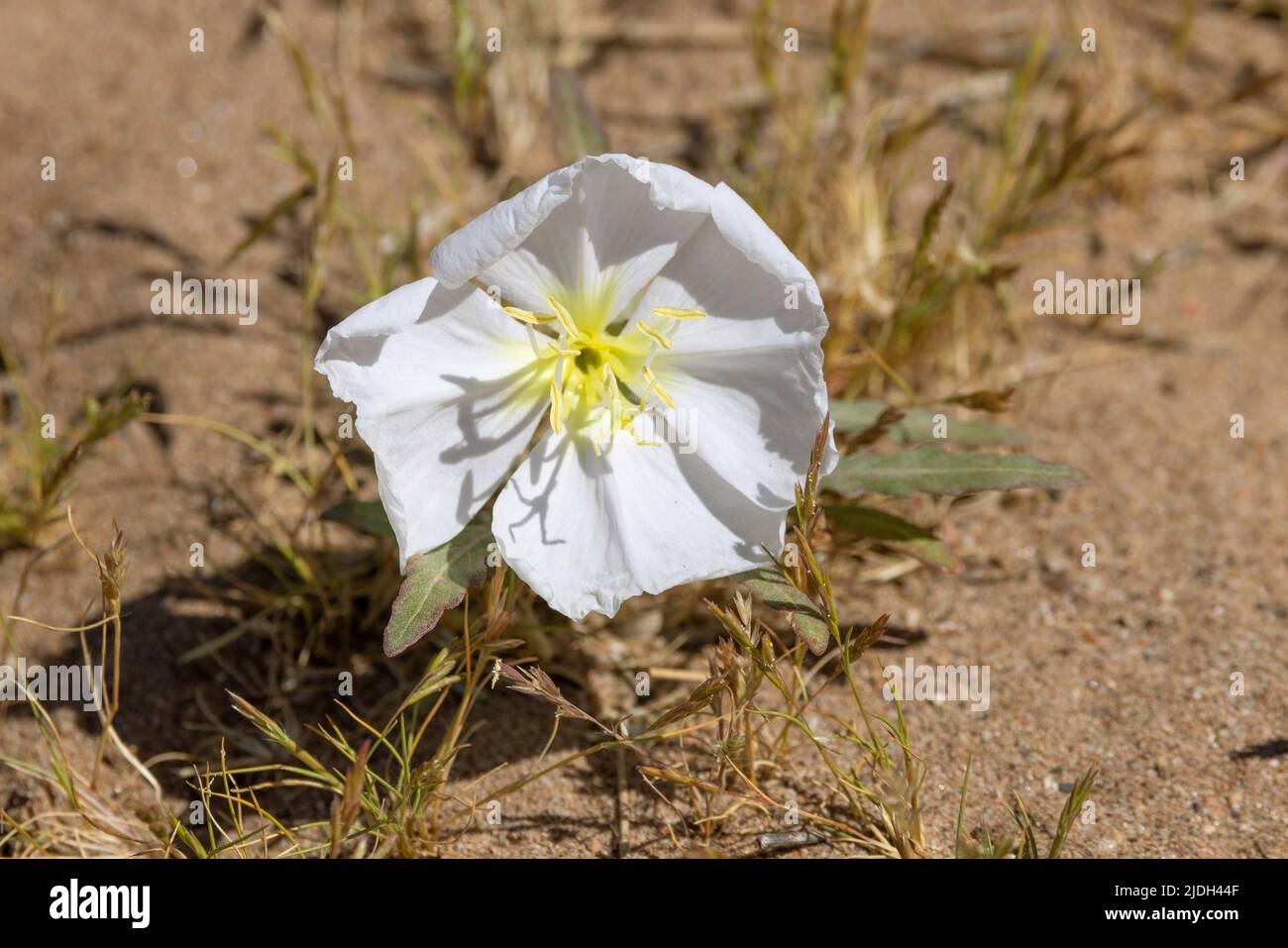 Birdcage sera-primose, Dune sera-primrose (Oenothera deltoides), fiore vicino Salt River, Stati Uniti, Arizona, Saguaro Lake Foto Stock