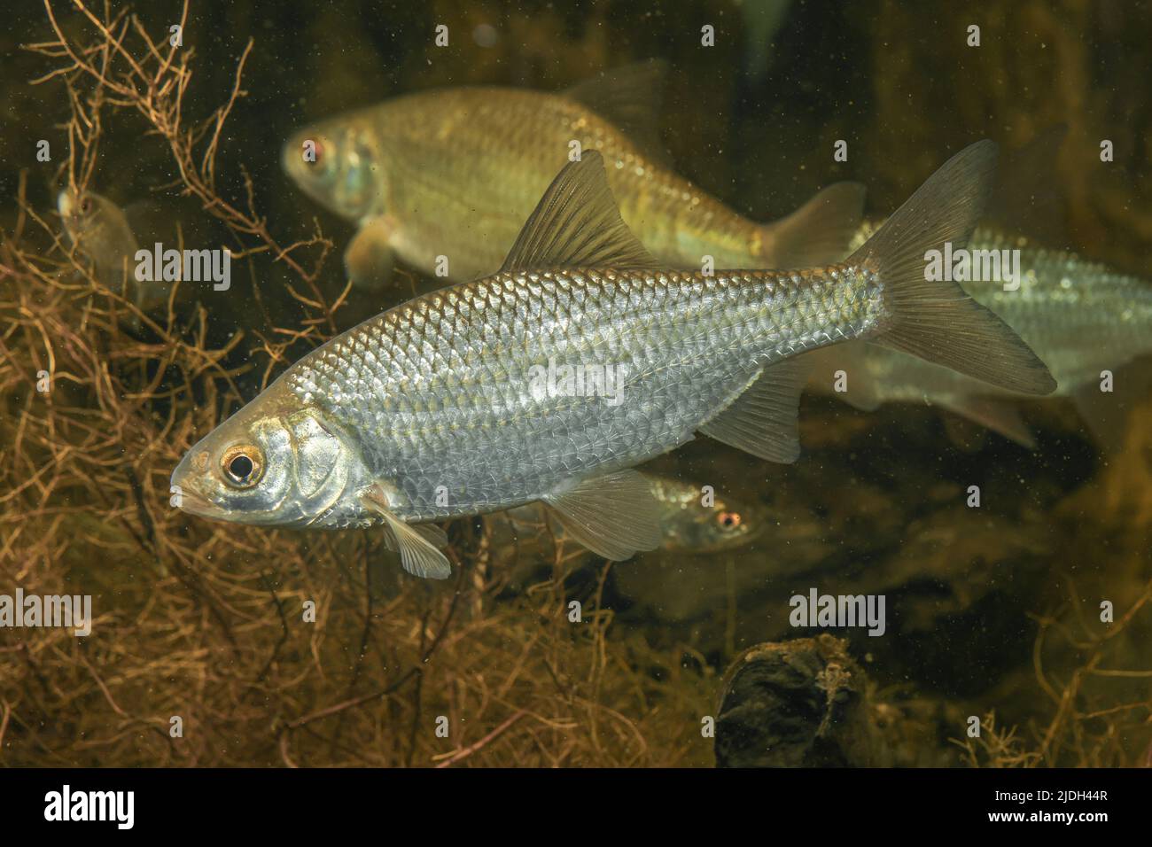 roach, Roach balcanico (Rutilus rutilus, Leuco rutilus), scuola di piccole dimensioni Foto Stock