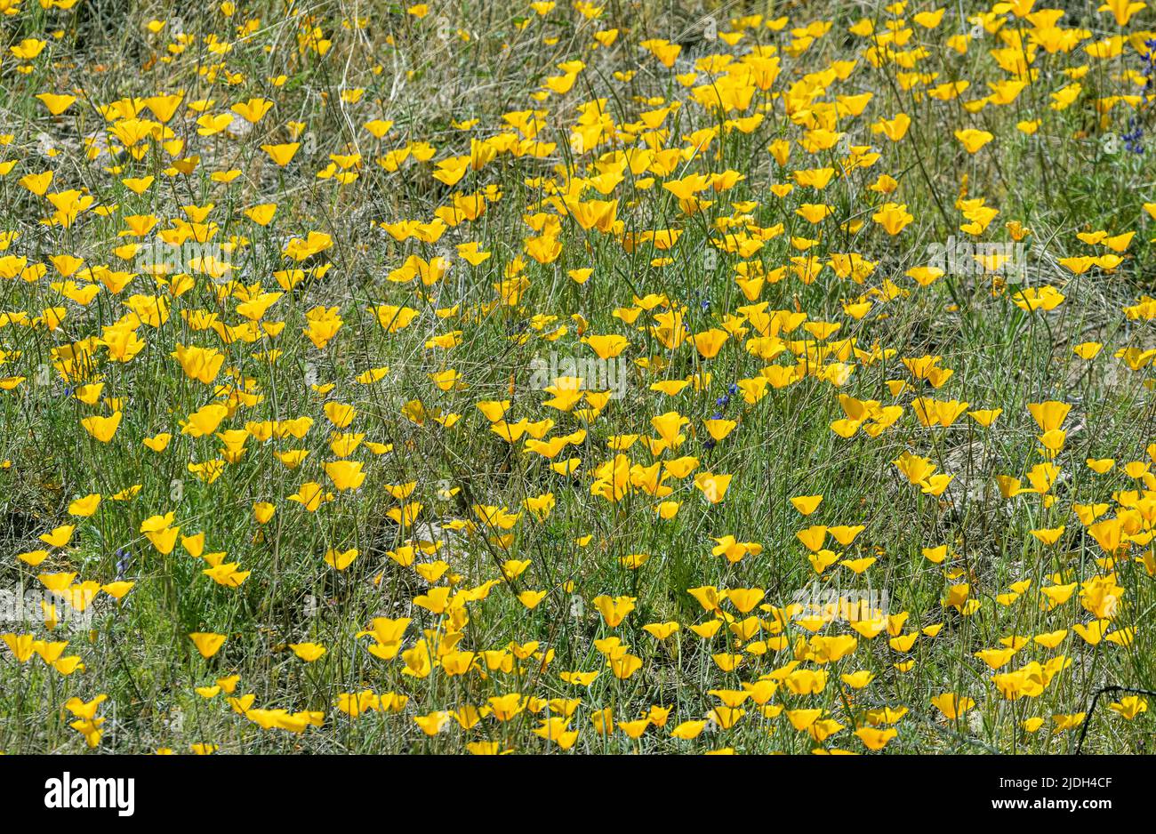 Papavero californiano, papavero californiano, papavero d'oro (Eschscholzia californica), molti fiori, Stati Uniti, Arizona, sonora Foto Stock