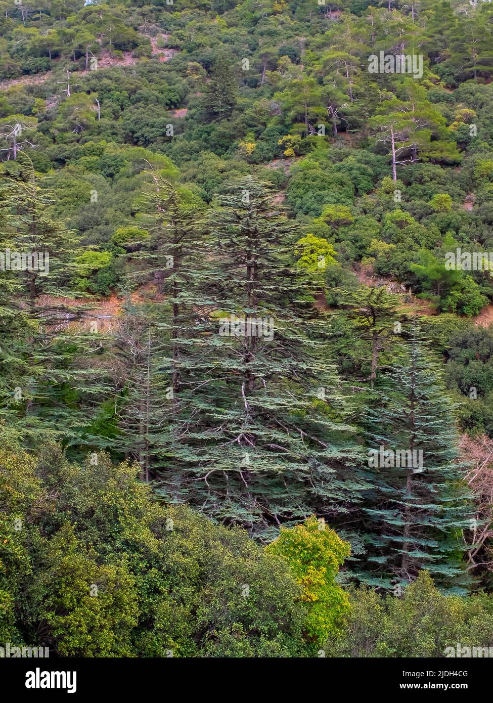 Cedro con agugliate, cedro cipriota (Cedrus brevifolia, Cedrus libani var. Brevifolia), habitat naturale nel paesaggio montano di Cipro, Cipro, Foto Stock