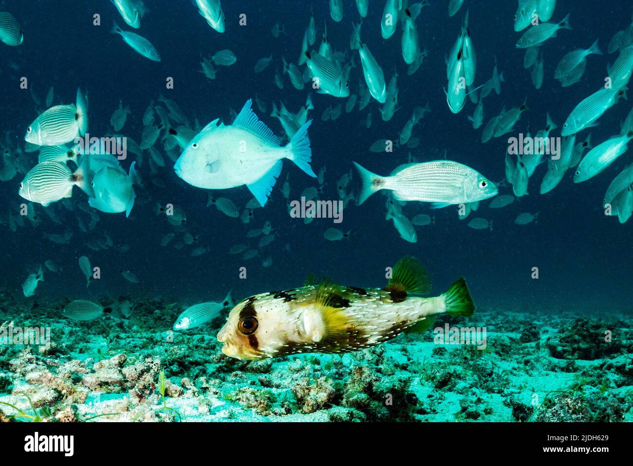 Vita sulla barriera corallina della laguna di Mayotte Oceano Indiano Foto Stock