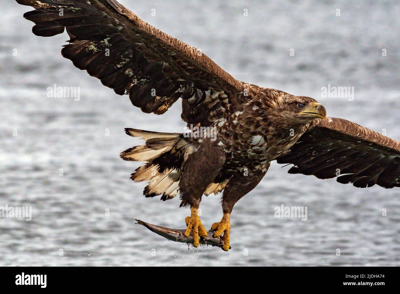 Aquila di mare cattura Svolvaer Norvegia Foto Stock