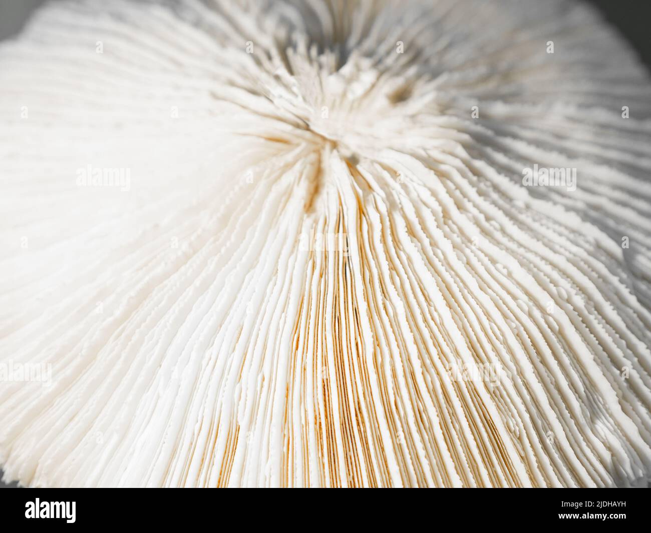 Forma complessa sfondo bianco corallo marino. Corallo bianco in primo piano Foto Stock