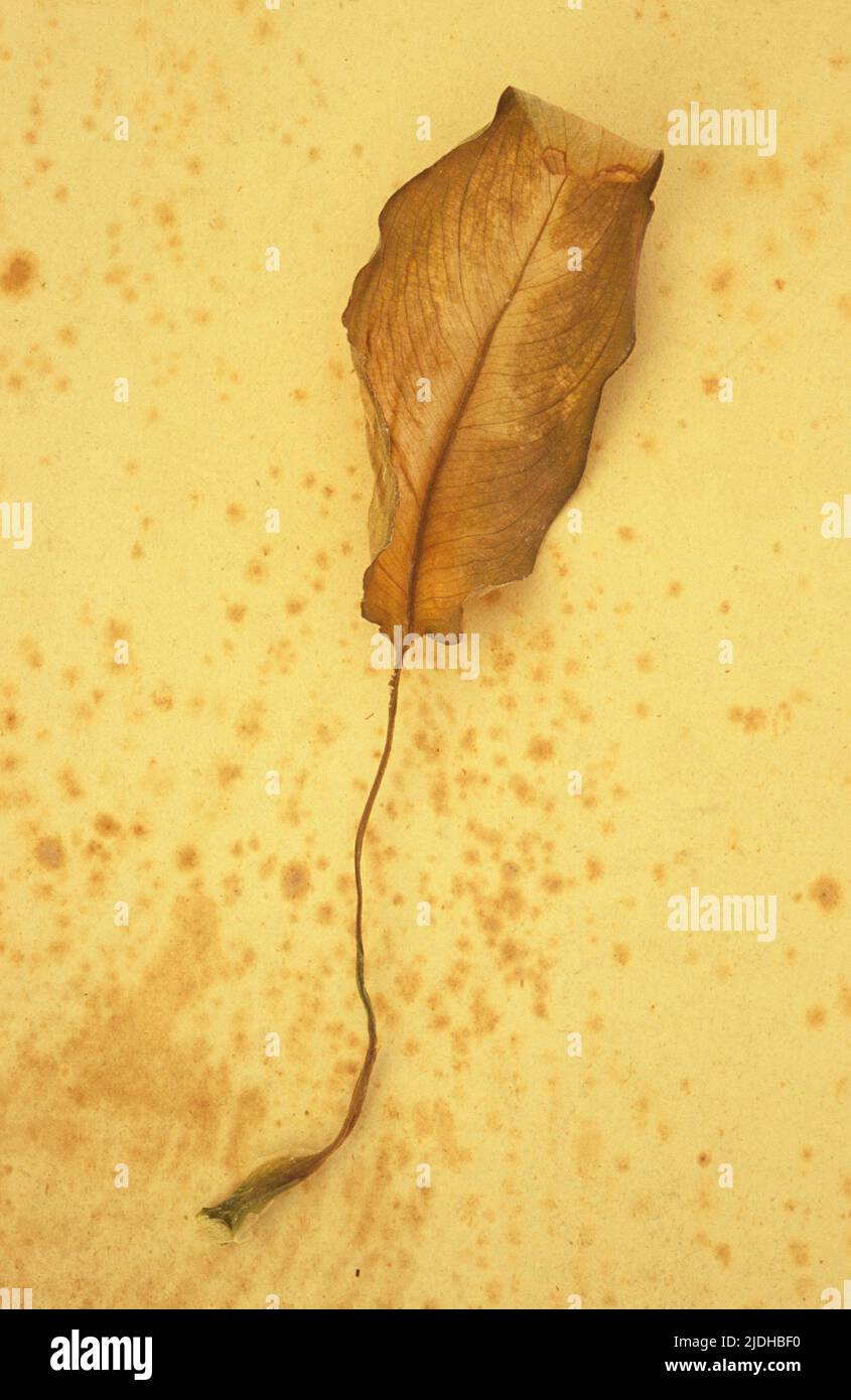 Arricciatura di foglie di canna di piombo o dieffenbachia secche su carta antica Foto Stock