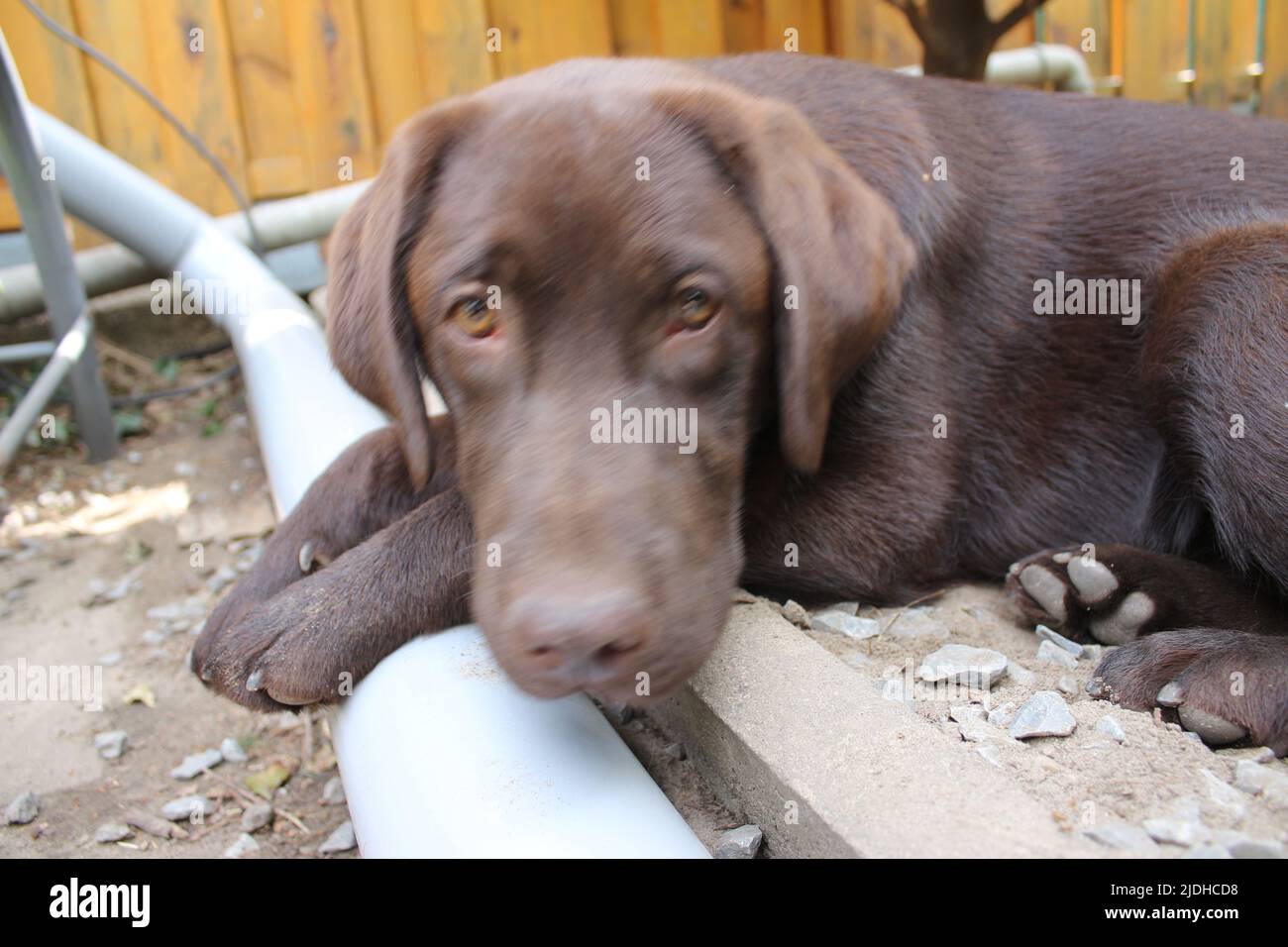 Labrador Retriever marrone. Faccia del cane in primo piano. Cucciolo di Labrador. Animali domestici in giardino. L'ambiente naturale per gli animali. Labrador puro di razza. Pedigree. Foto Stock