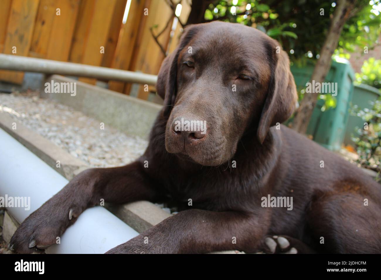 Labrador Retriever marrone. Faccia del cane in primo piano. Cucciolo di Labrador. Animali domestici in giardino. L'ambiente naturale per gli animali. Labrador puro di razza. Pedigree. Foto Stock