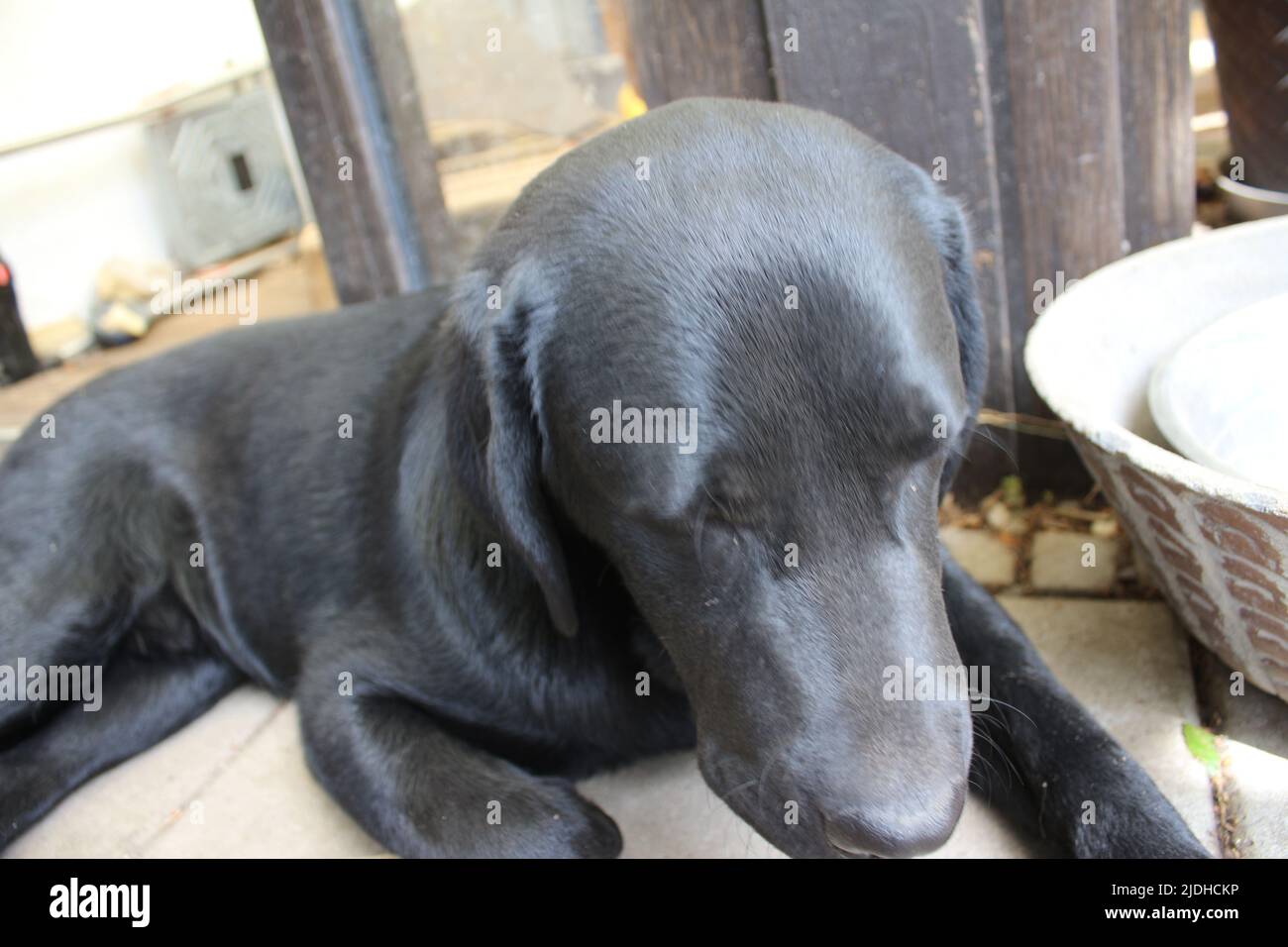 Fotografia di un Labrador Retriever nero. Cucciolo di Labrador in primo piano. Faccia nera del cane, occhi, orecchie, naso, zampe. Animali domestici nel giardino. Fotografia macro. Foto Stock