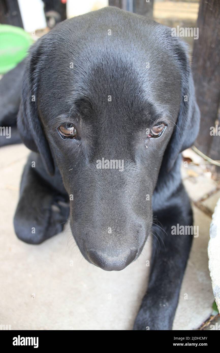 Fotografia di un Labrador Retriever nero. Cucciolo di Labrador in primo piano. Faccia nera del cane, occhi, orecchie, naso, zampe. Animali domestici nel giardino. Fotografia macro. Foto Stock