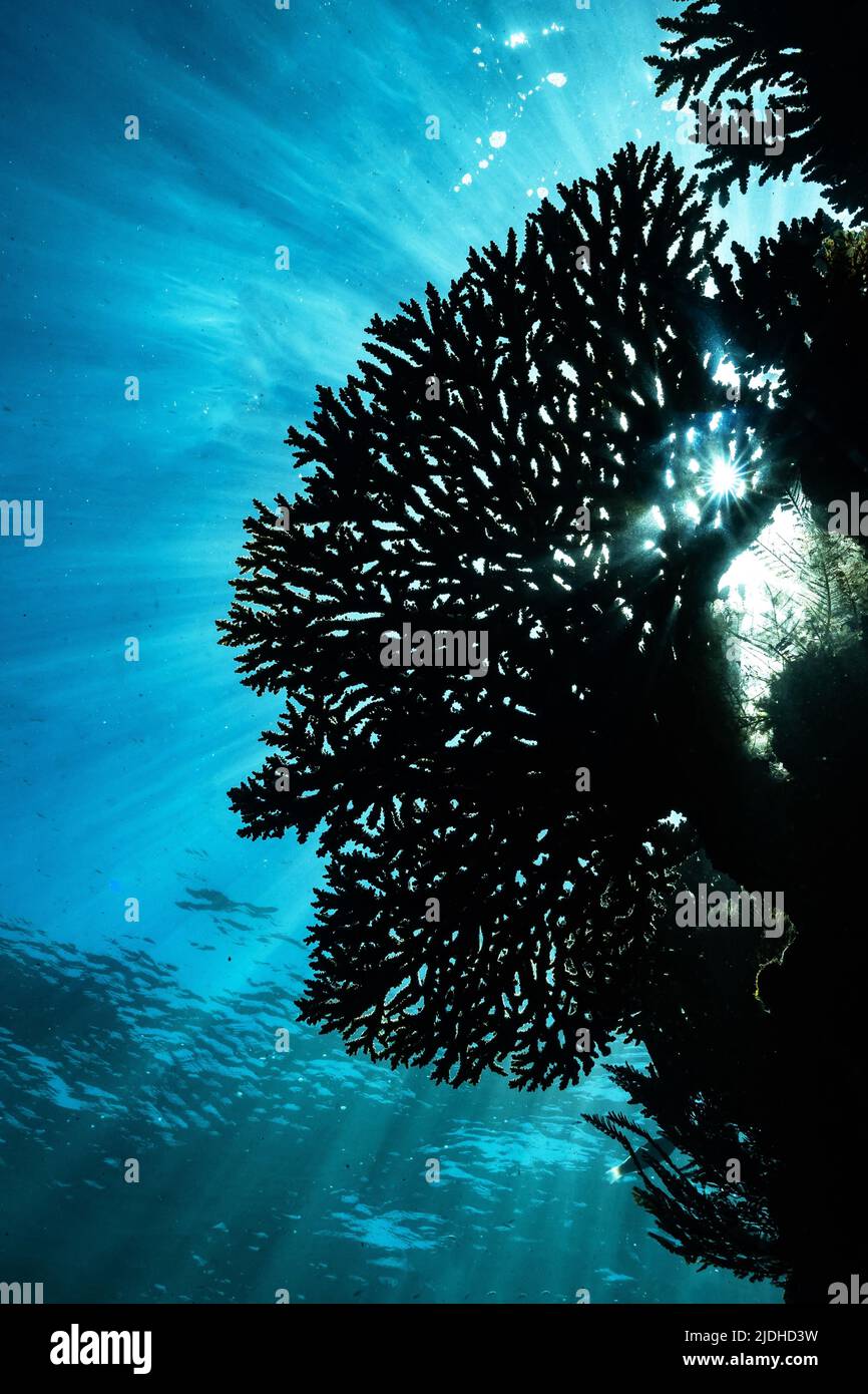 Vita sulla barriera corallina della laguna di Mayotte Oceano Indiano Foto Stock